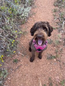 Althea on the trail
