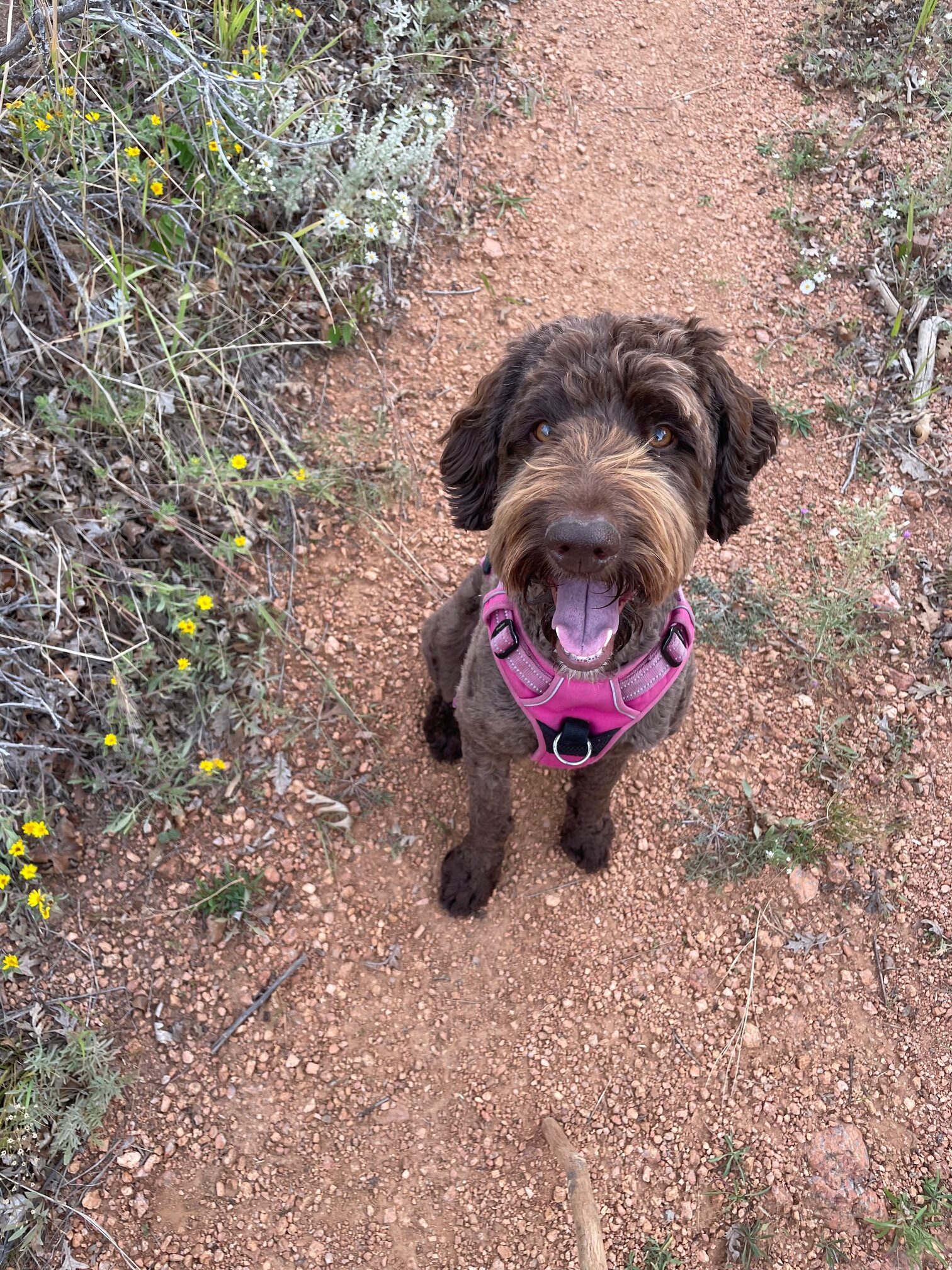 Althea on the trail